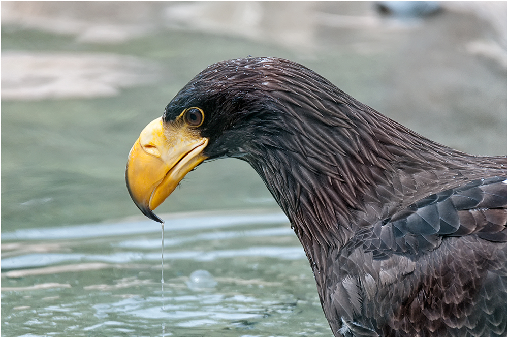 Riesenseeadler in neuer Voliere. ....