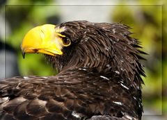 Riesenseeadler (Jugendkleid)