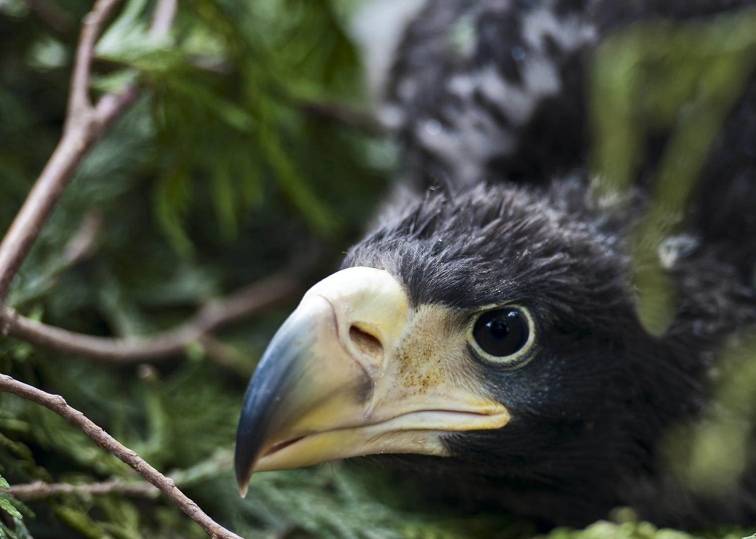 Riesenseeadler - junges...