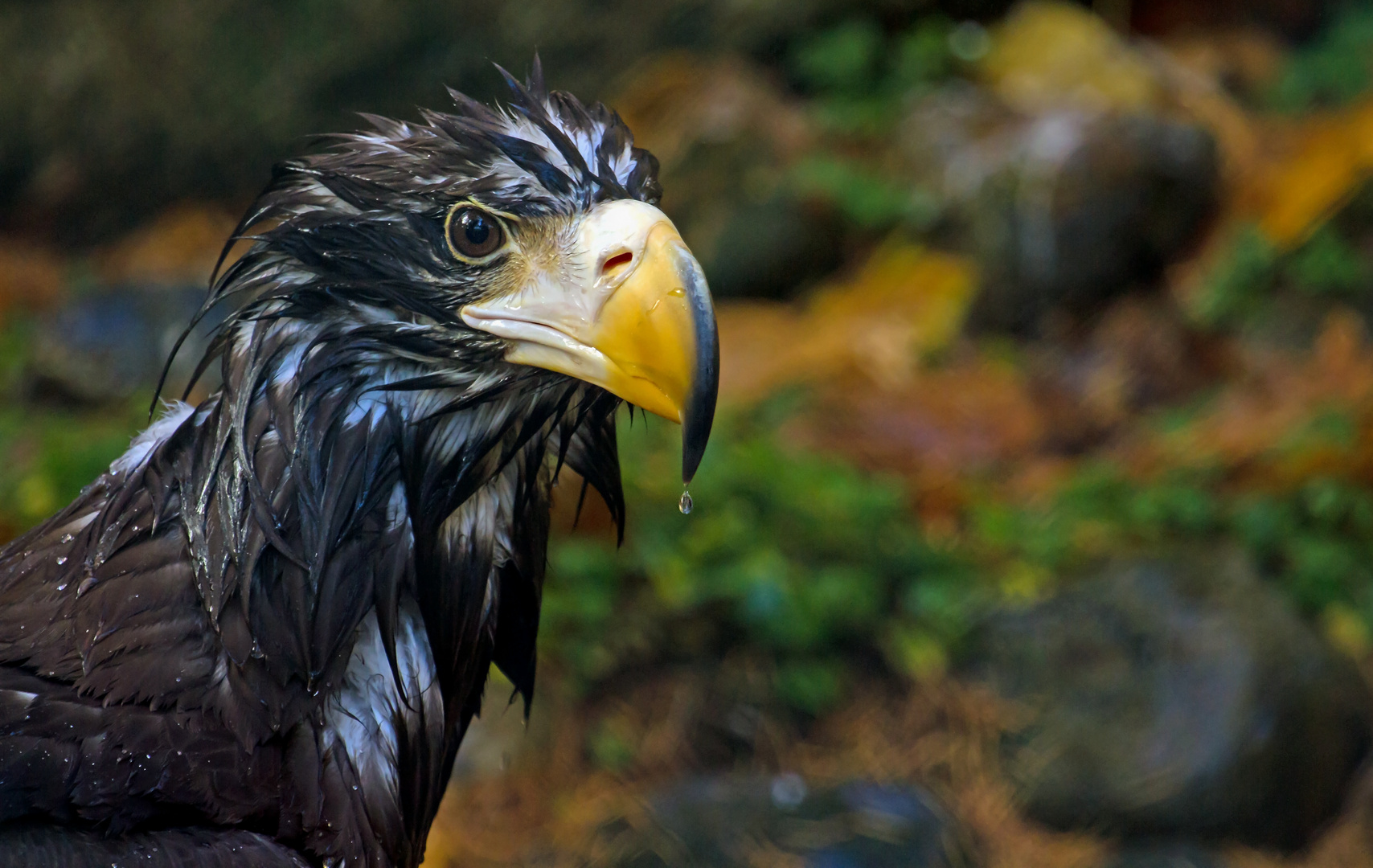 riesenseeadler .....nach dem vollbad