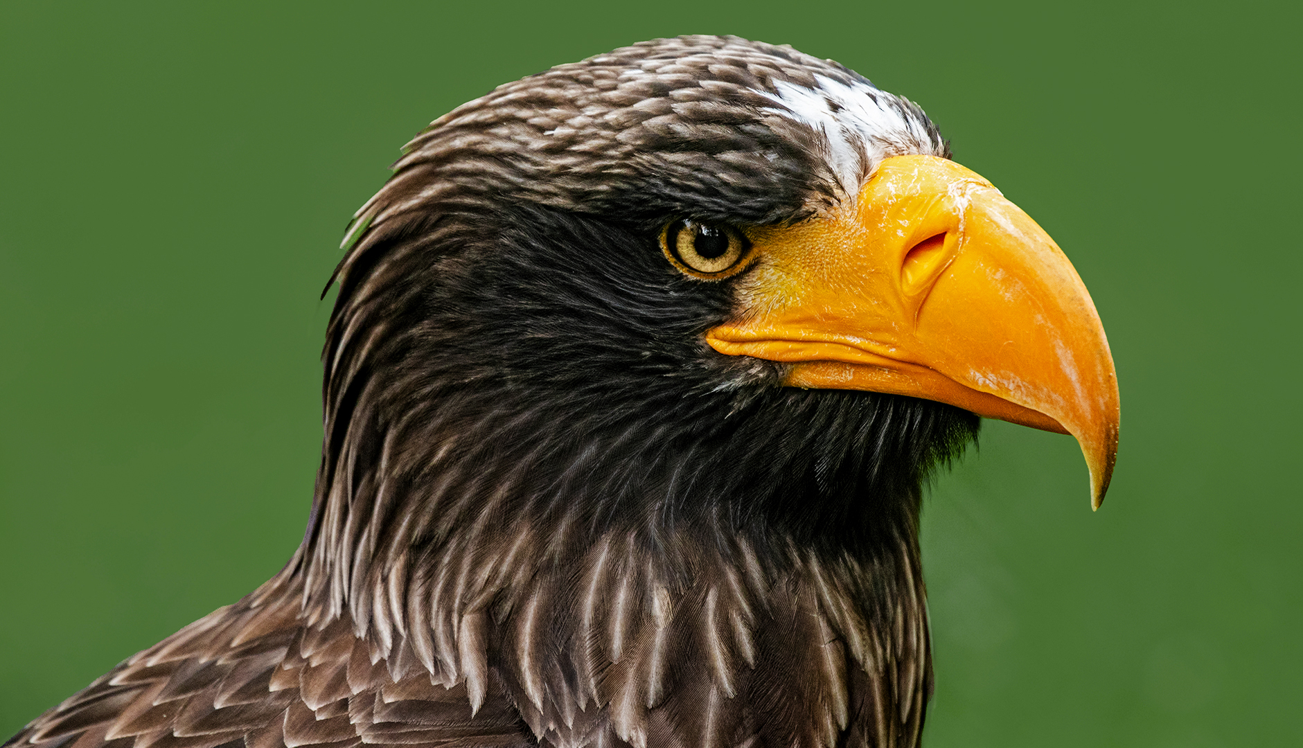 Riesenseeadler-Portrait 002 