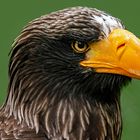 Riesenseeadler-Portrait 002 