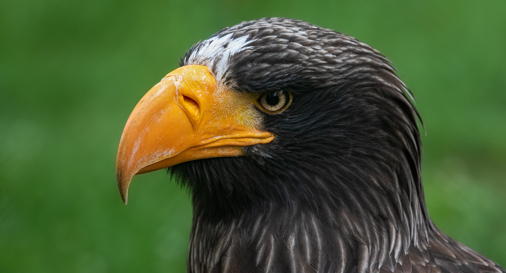 Riesenseeadler-Portrait 004