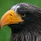 Riesenseeadler-Portrait 004