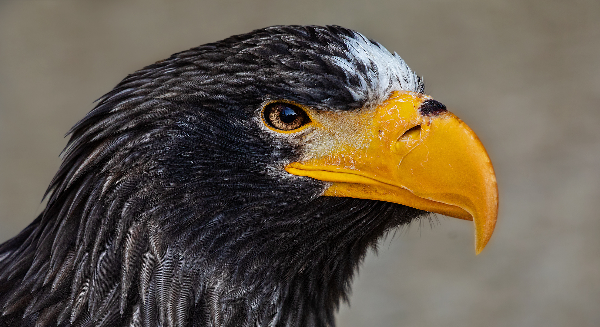 Riesenseeadler-Portrait 006 