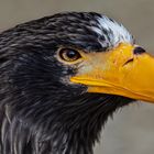 Riesenseeadler-Portrait 006 