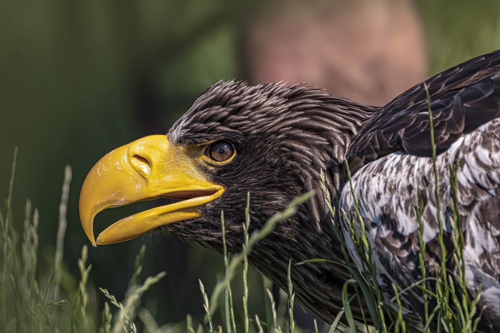  Riesenseeadler Portrait