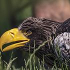  Riesenseeadler Portrait