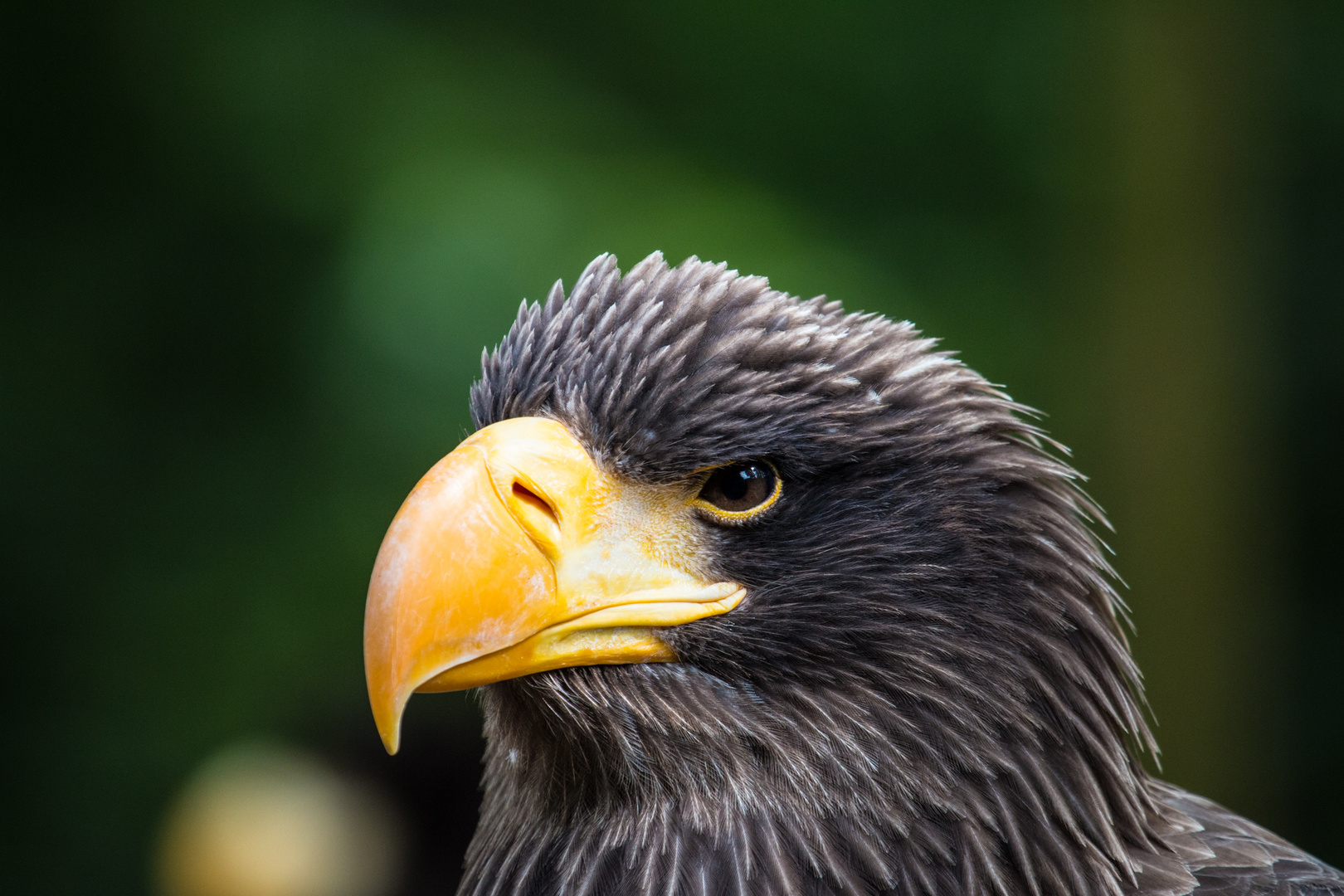 Riesenseeadler Portrait