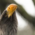 Riesenseeadler  schaut nach oben 