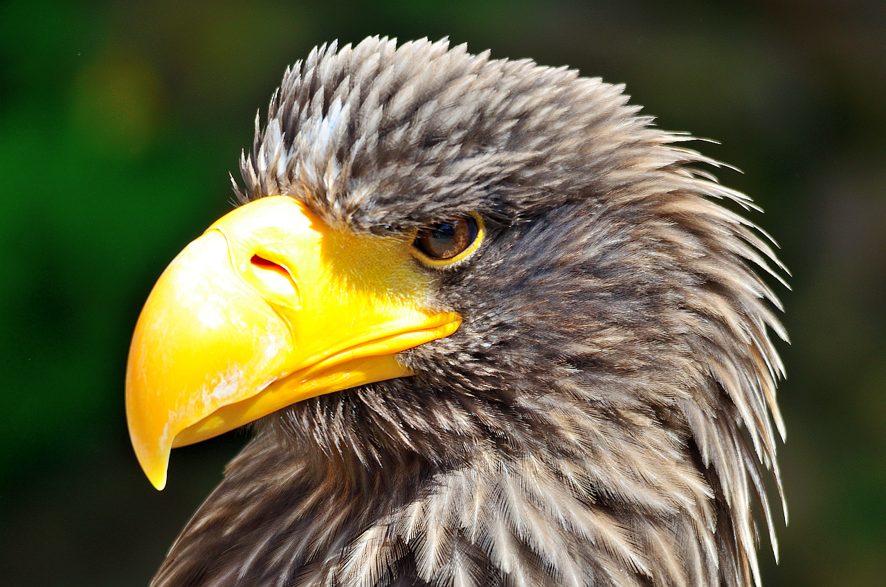 Riesenseeadler, Steller's sea eagle, Pigargo gigante,  (Haliaeetus pelagicus)