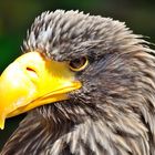 Riesenseeadler, Steller's sea eagle, Pigargo gigante,  (Haliaeetus pelagicus)