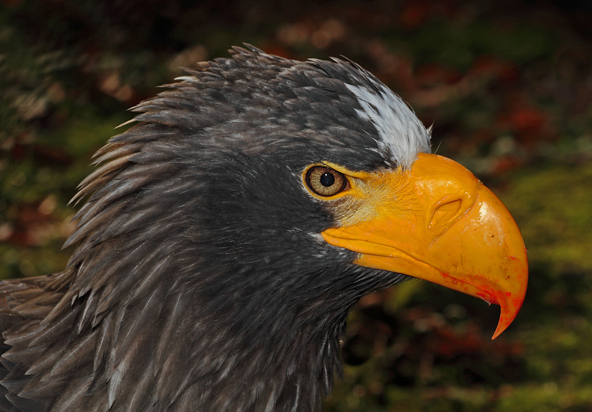 Riesenseeadler (+Tierinfo)