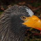 Riesenseeadler (+Tierinfo)