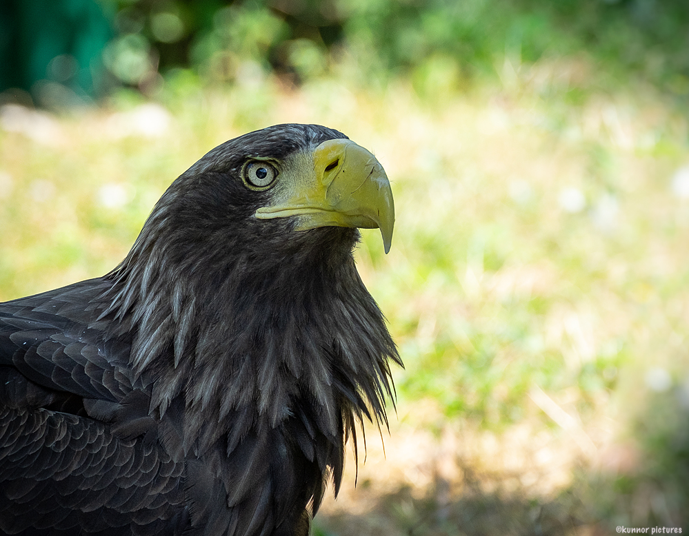 Riesenseeadler Tierpark Berlin  