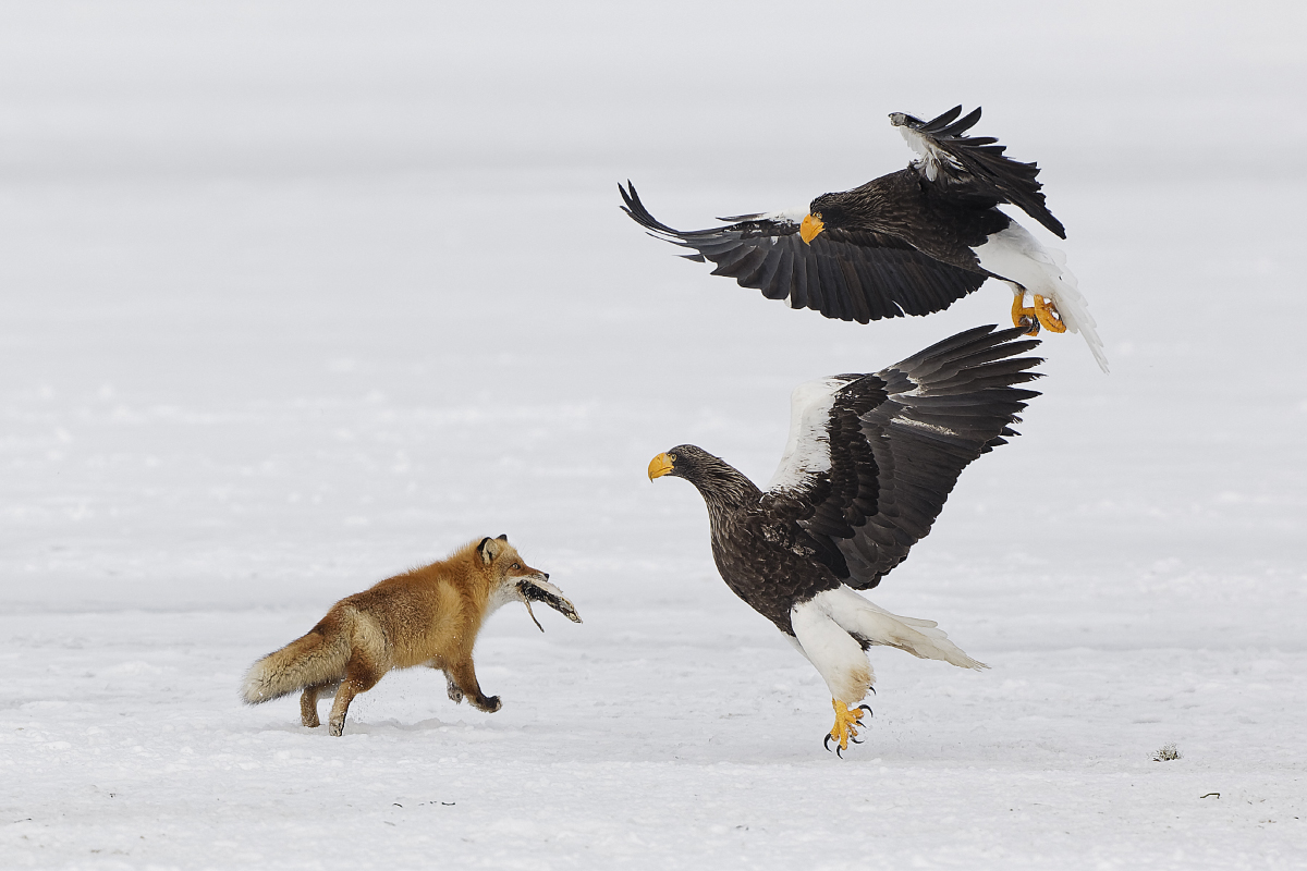 Riesenseeadler und Rotfuchs II