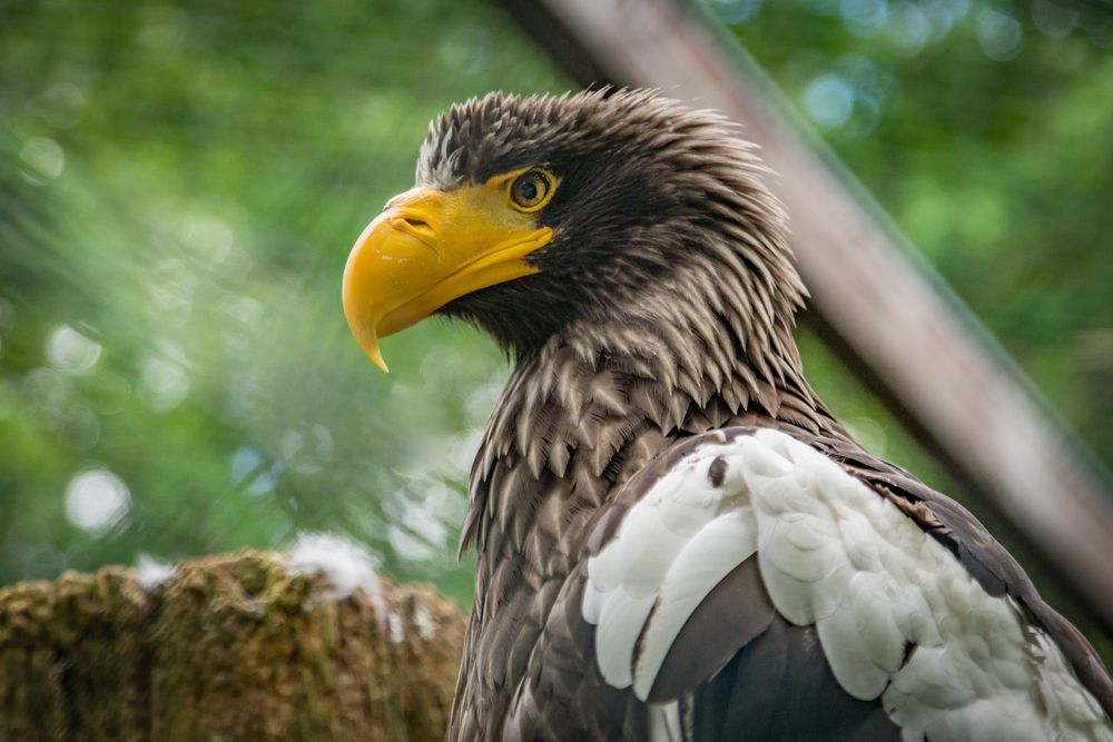 Riesenseeadler - Vogelpark Walsrode