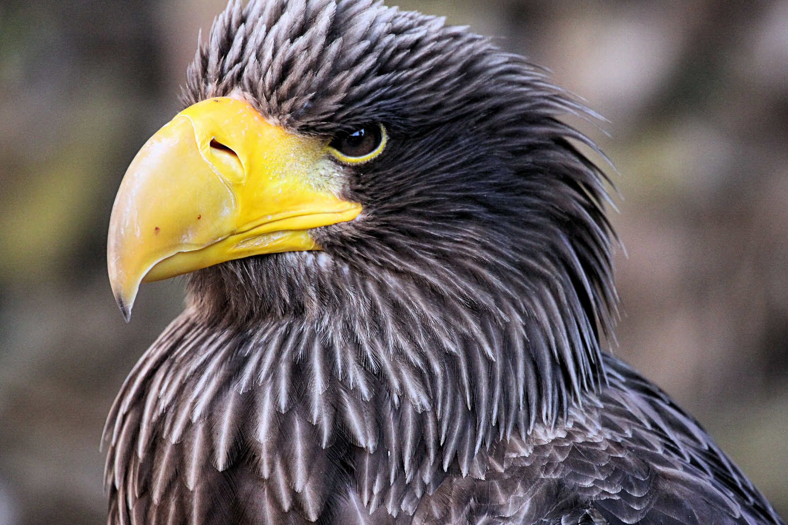 Riesenseeadler, Volerie des Aigles (Jungtier)