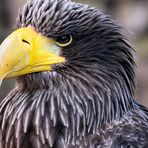 Riesenseeadler, Volerie des Aigles (Jungtier)