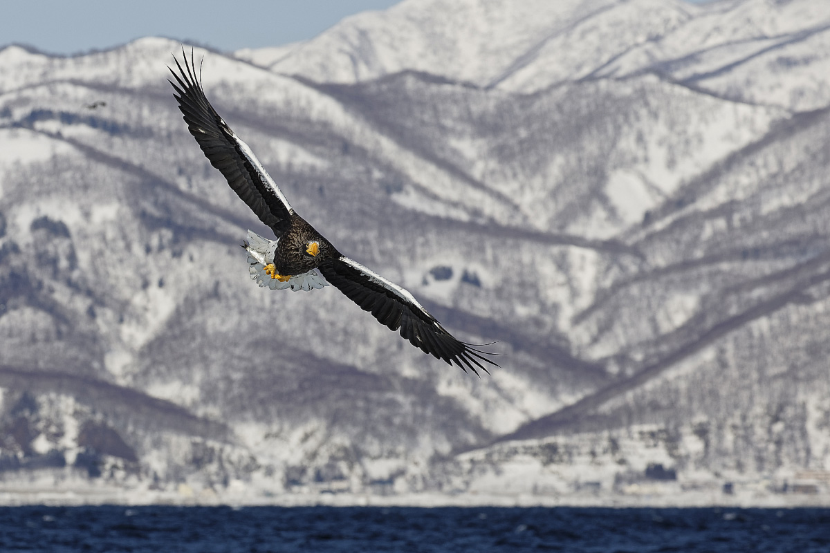 Riesenseeadler  vor Bergkulisse