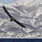 Riesenseeadler  vor Bergkulisse