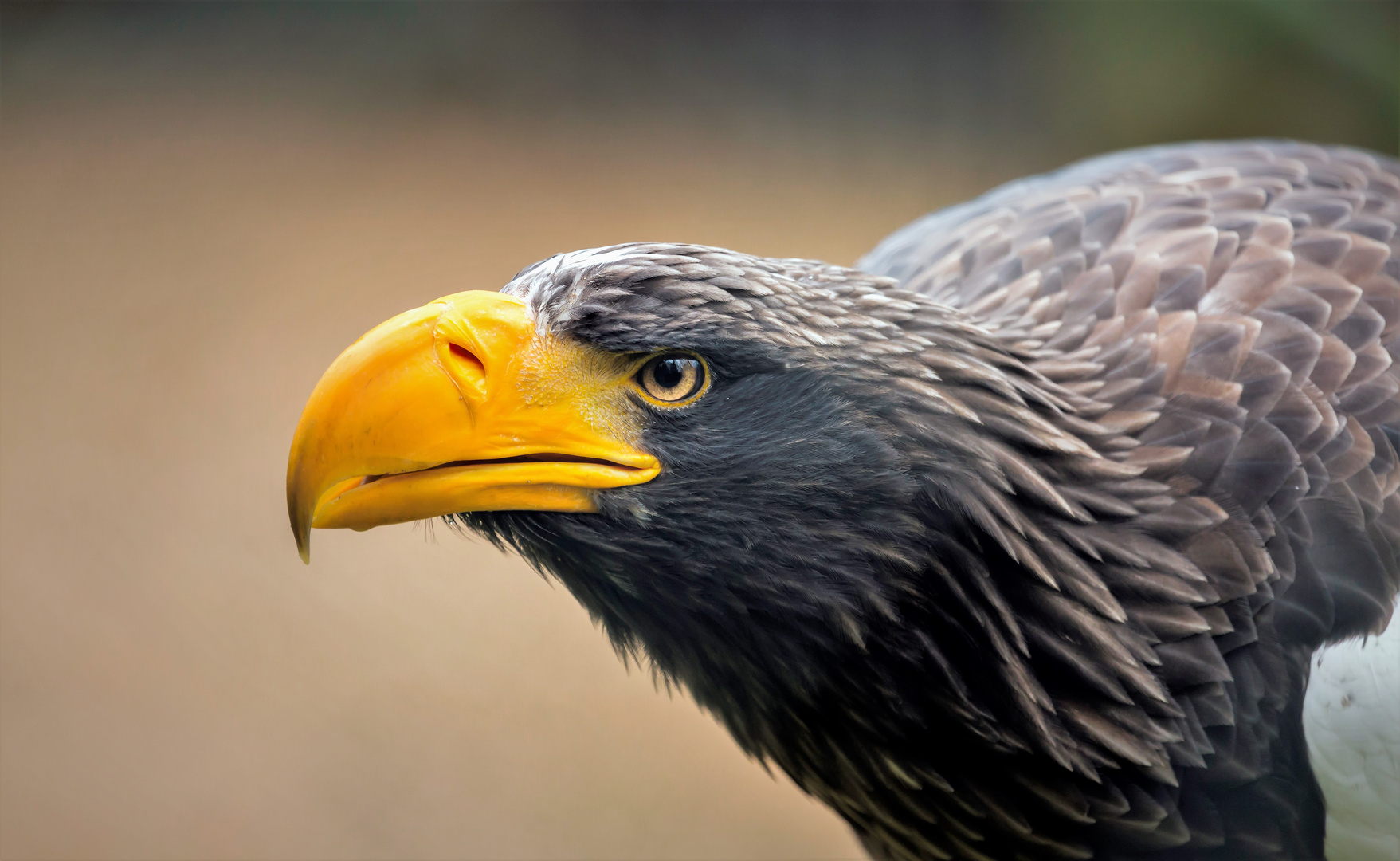 Riesenseeadler ... WP Lüneburger Heide 