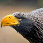 Riesenseeadler ... WP Lüneburger Heide 