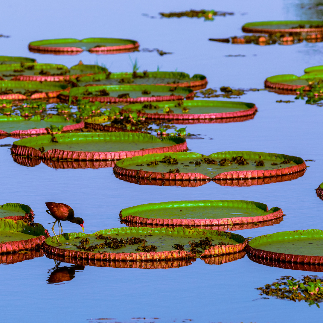 Riesenseerose, Victoria Amazonica