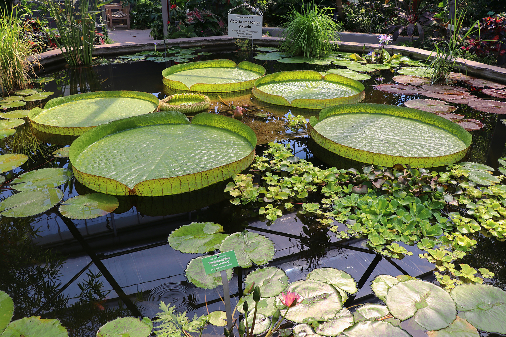 Riesenseerose "Victoria Amazonica"