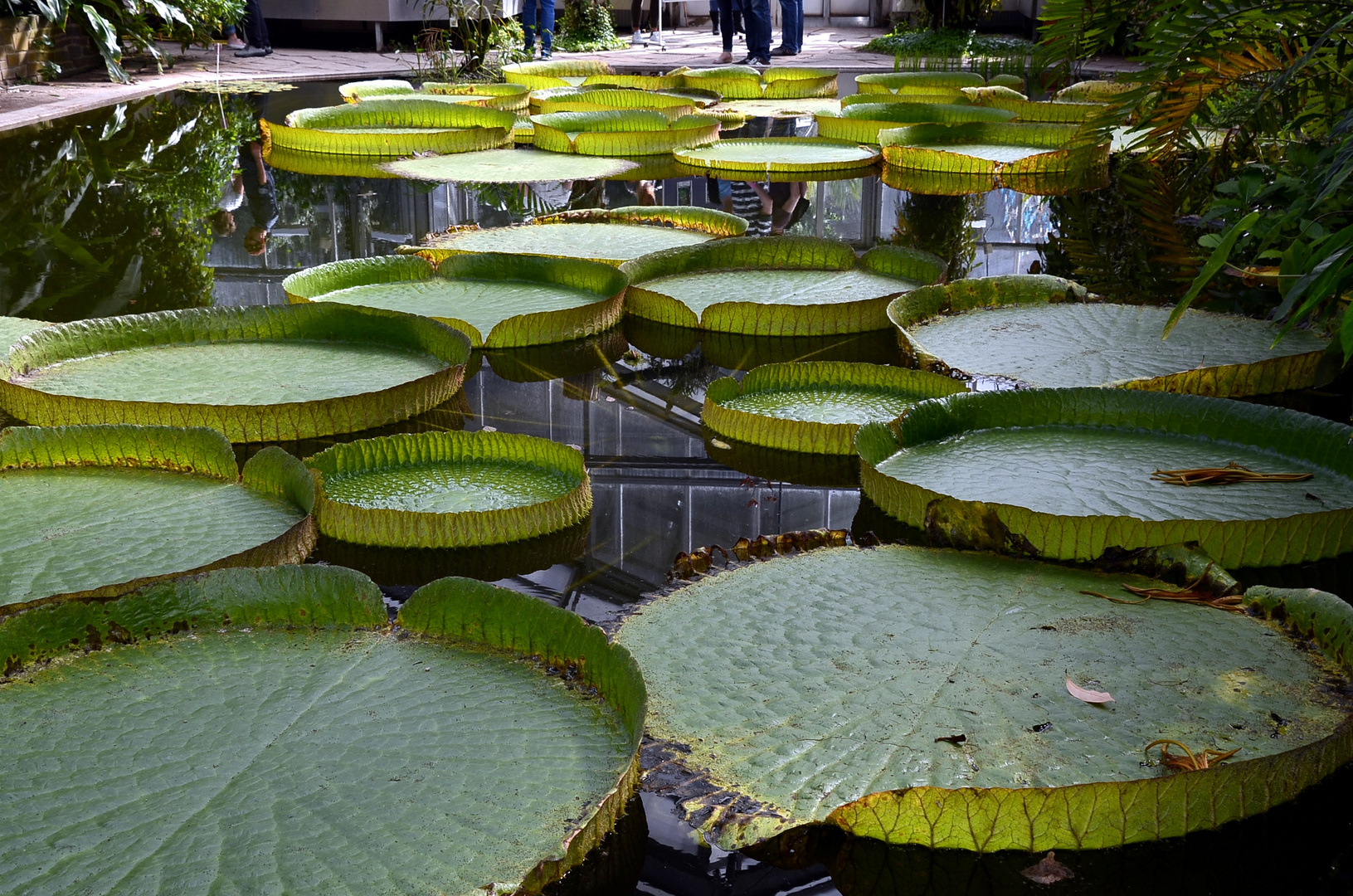 Riesenseerosen-Blätter (Victoria amazonica)