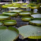 Riesenseerosen-Blätter (Victoria amazonica)