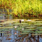 Riesenseerosen im Yellow Water