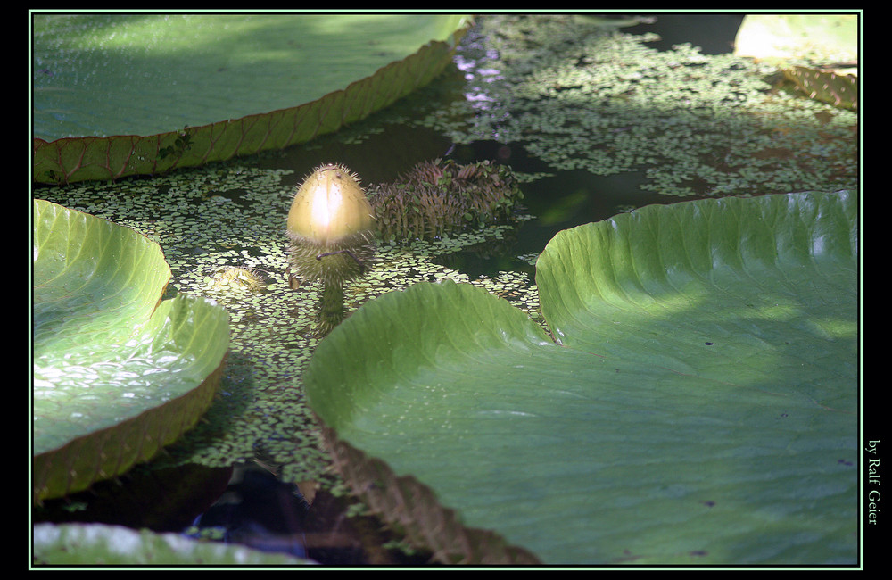 Riesenseerosen (Nymphaea gigantea)