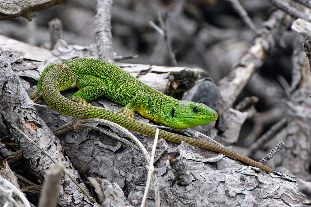 Riesensmaragdeidechse ( Lacerta trilineata )