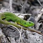 Riesensmaragdeidechse ( Lacerta trilineata )