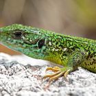 Riesensmaragdeidechse (Lacerta Trilineata) Lovcen Natp./MNE