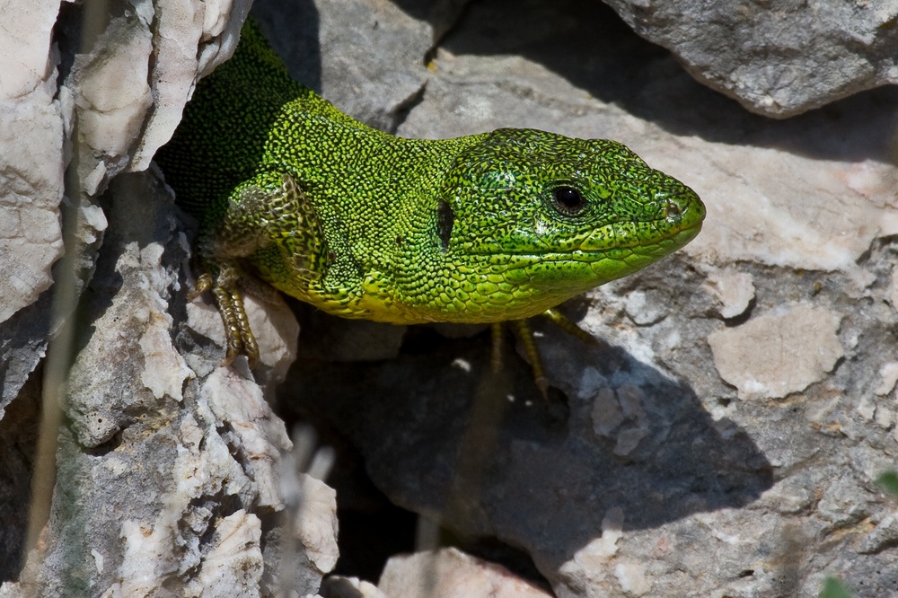 Riesensmaragdeidechse ( Lacerta trilineata major)