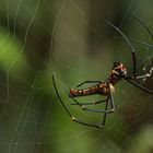 Riesenspinne bei der Arbeit