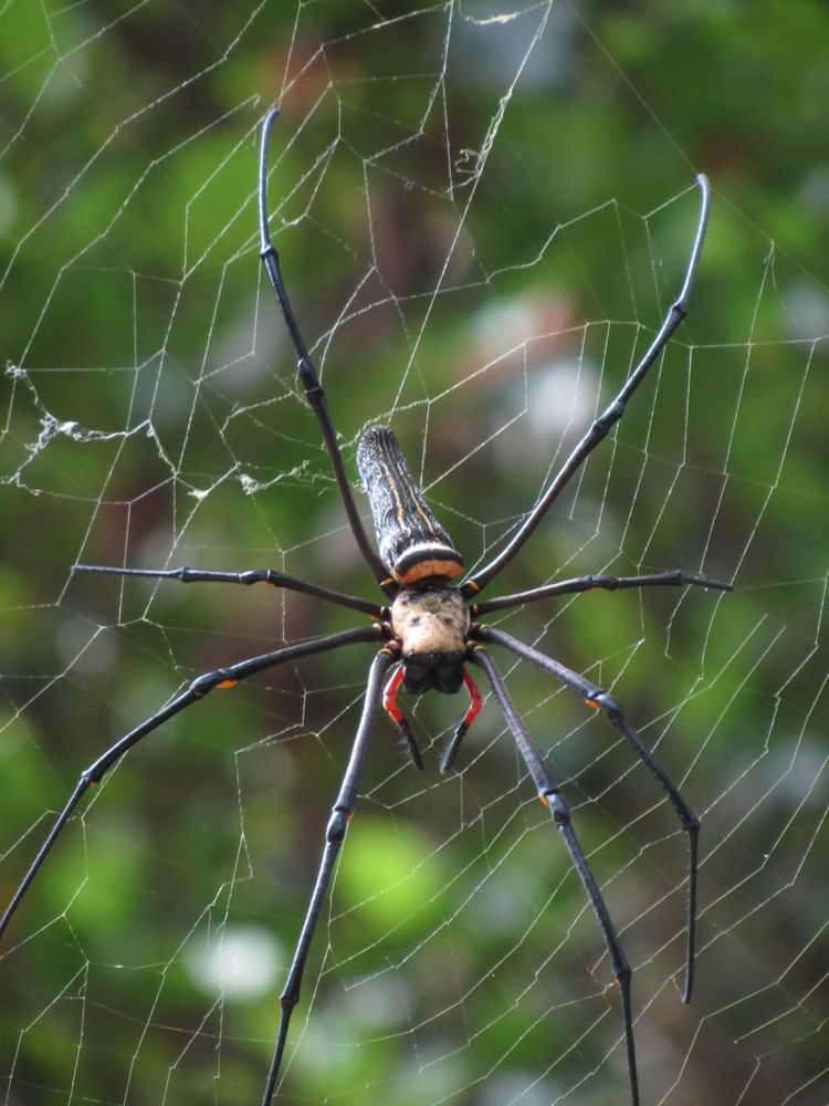 Riesenspinne in Sicht