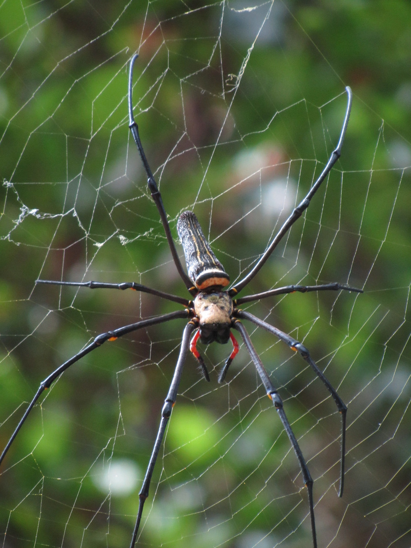 Riesenspinne in Sicht