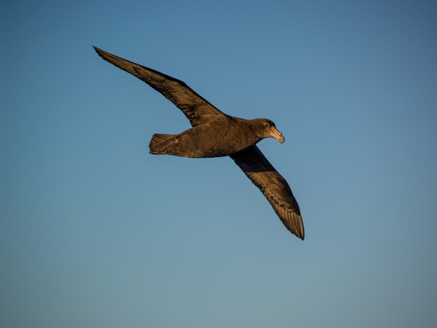 Riesensturmvogel