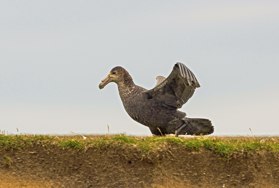 Riesensturmvogel