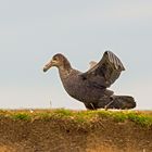 Riesensturmvogel