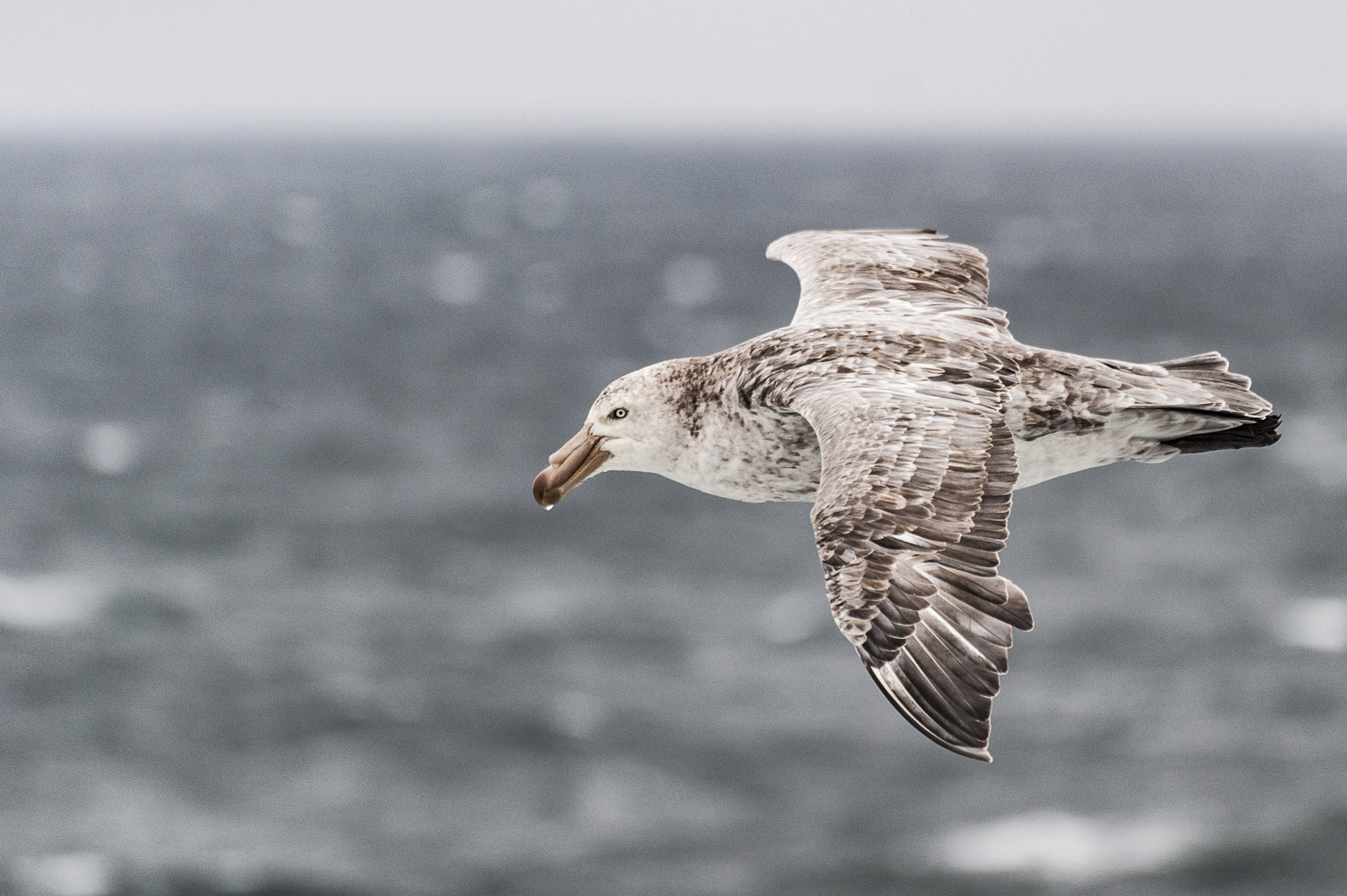 Riesensturmvogel, Antarktis, South Pole, zwischen Shag Rock und South Georgia