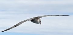 Riesensturmvogel der dem Schiff folgt