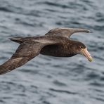 Riesensturmvogel  .DSC_7928-2