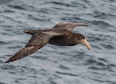 Riesensturmvogel  .DSC_7928-2