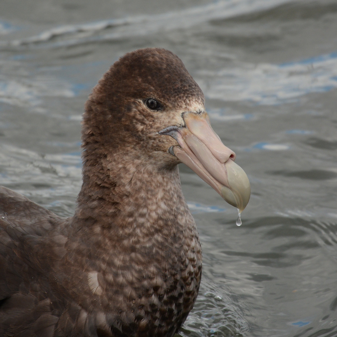 Riesensturmvogel ...