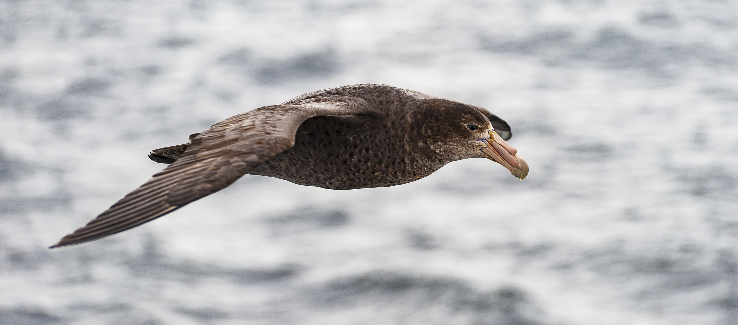 Riesensturmvogel II, Antarktis, South Pole, vor den Falklandinseln