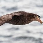 Riesensturmvogel II, Antarktis, South Pole, vor den Falklandinseln